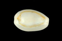 藏品(金環寶螺)的圖片